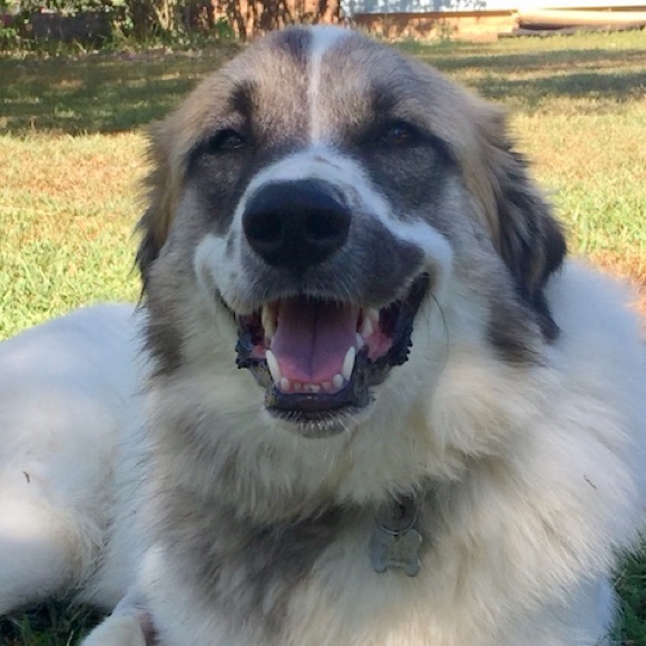 Meet your Posher, Jennifer - Picture 1 of 1